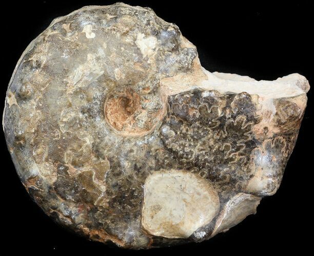 Mammites Ammonite - Goulmima, Morocco #44641